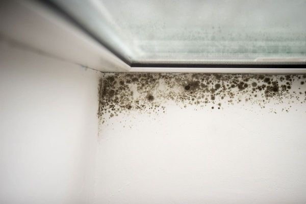 mold-window-1